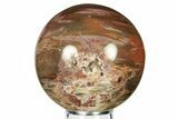 Colorful, Petrified Wood Sphere - Madagascar #98466-1